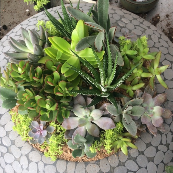 Meet your Posher, Molly - Picture 10 of 10